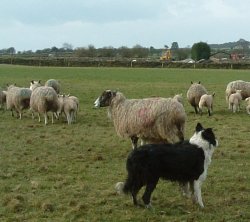 Lambs and ewes begin their day